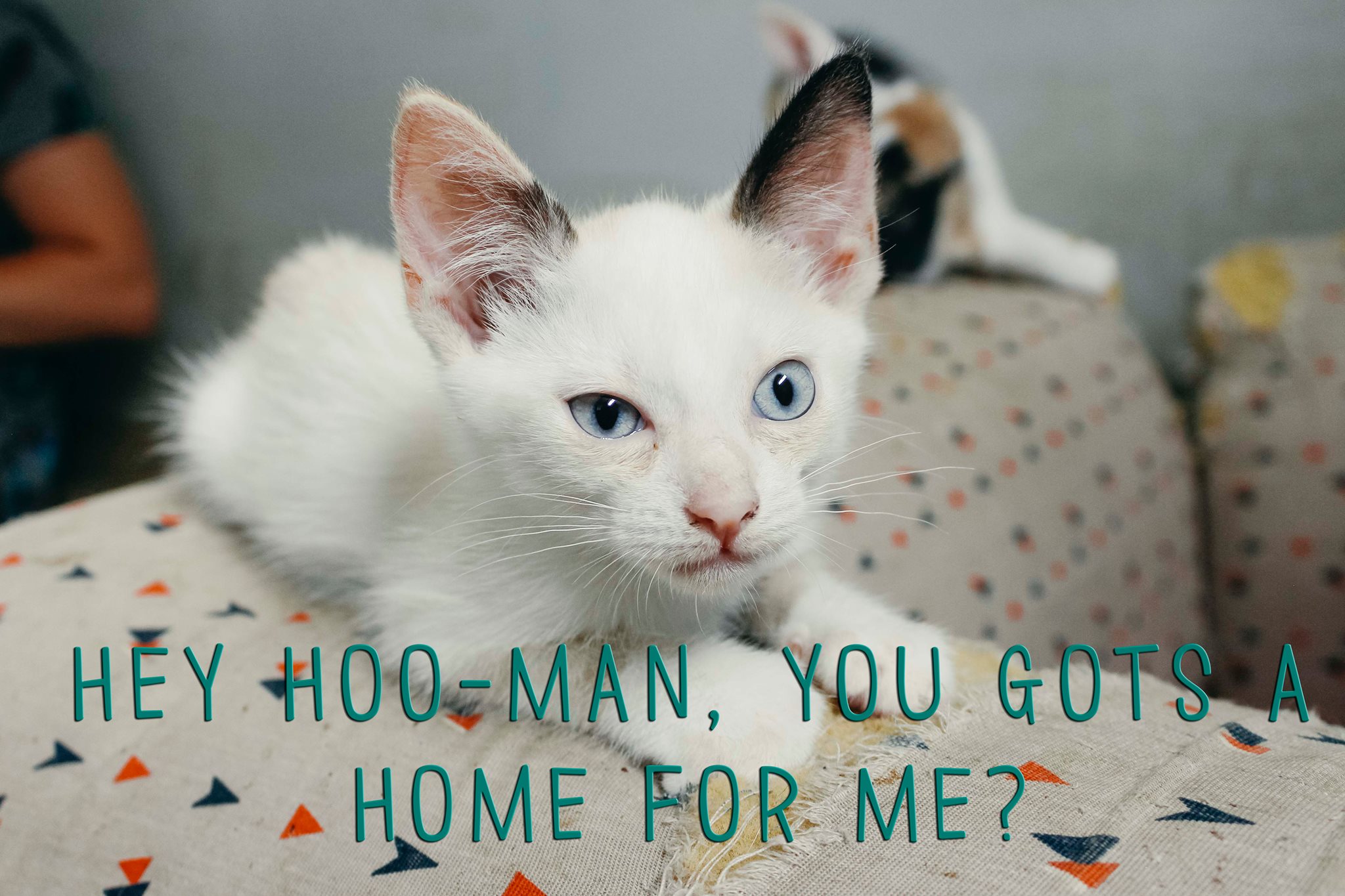 Cattery needed at Save-a-Pet